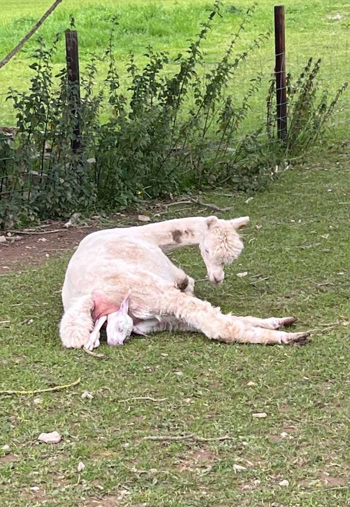 Alpaca birthing stage two