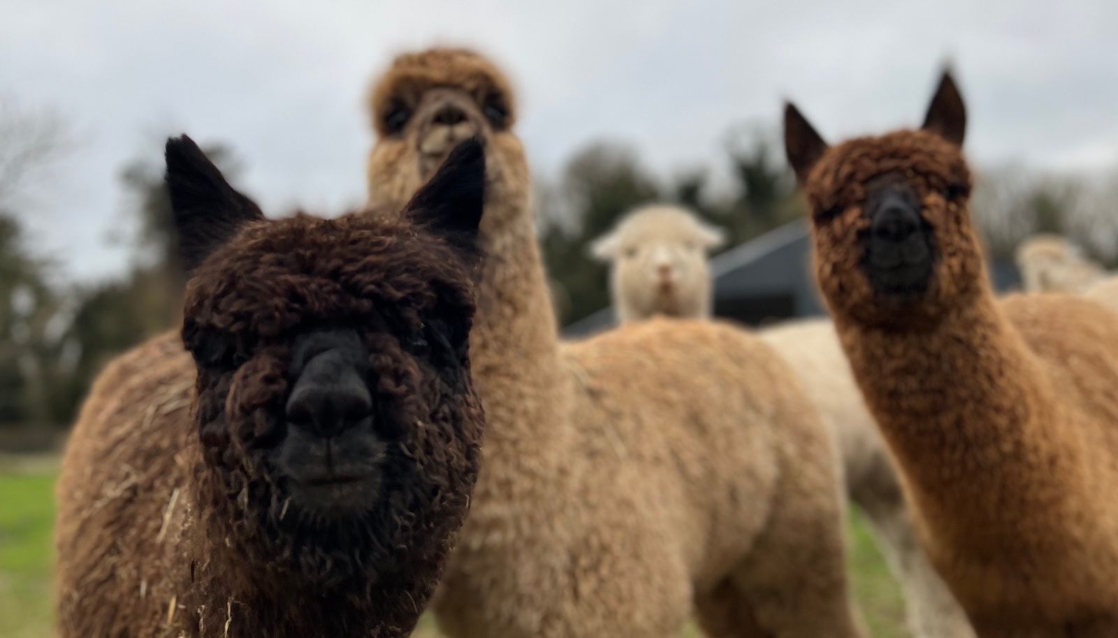 Blog for Strangford Bay Alpacas