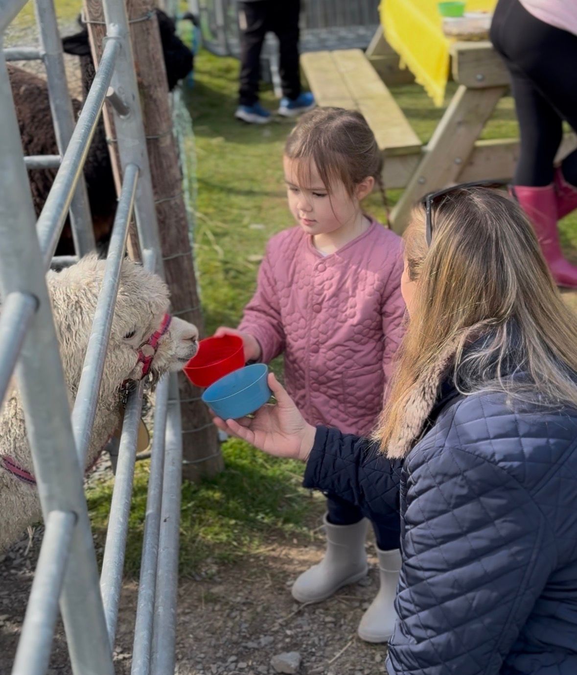 Alpaca meet and greet experience at Strangford Bay