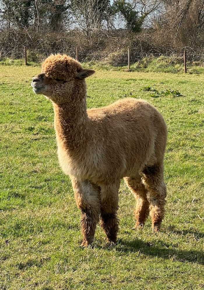 Hemiccoyo Matrix 2 of Urcuchillay