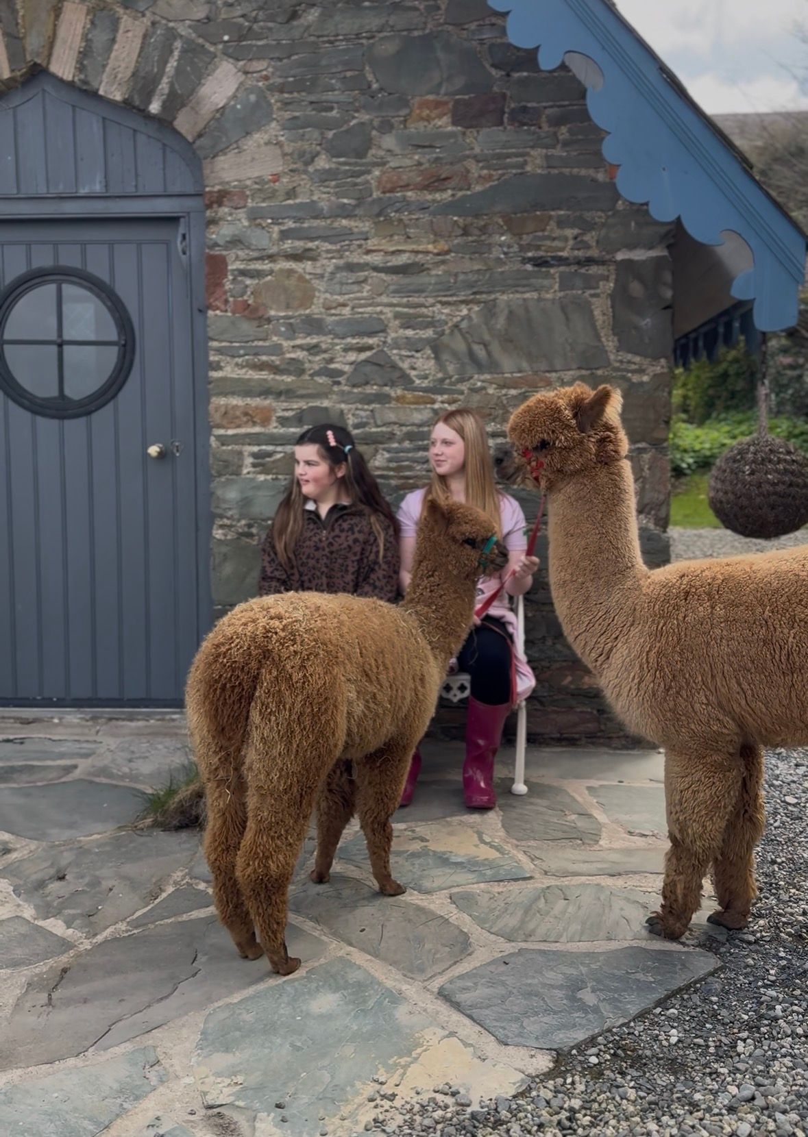 Private alpaca experience at Strangford Bay