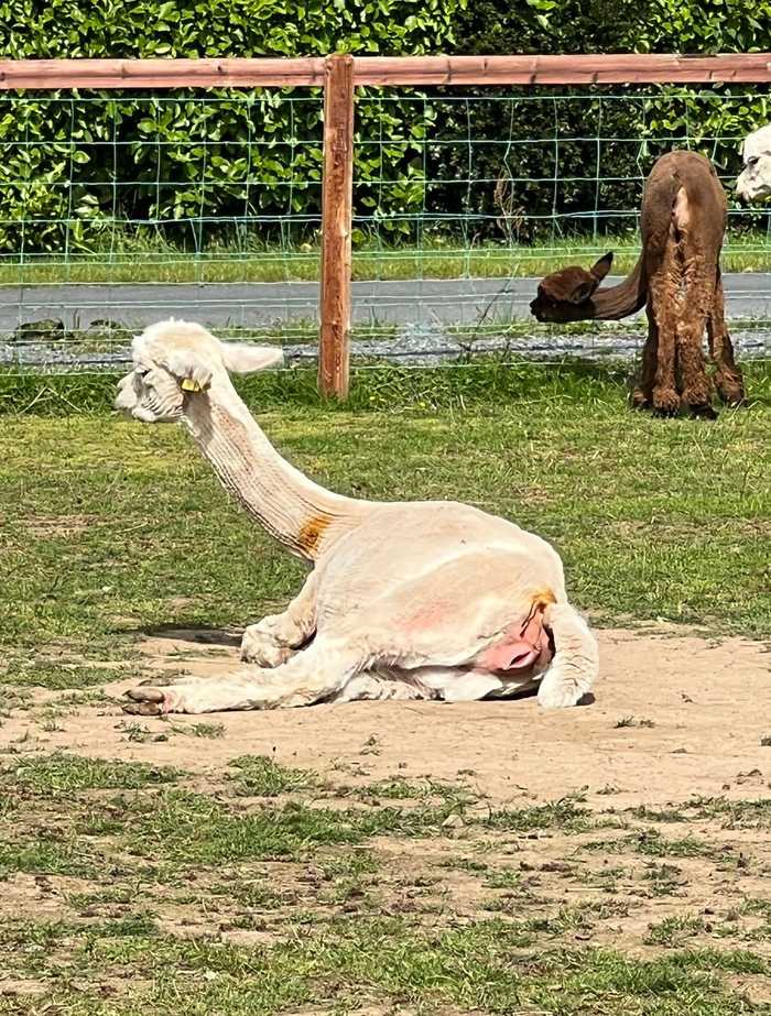 Pregnant alpaca showing labour signs